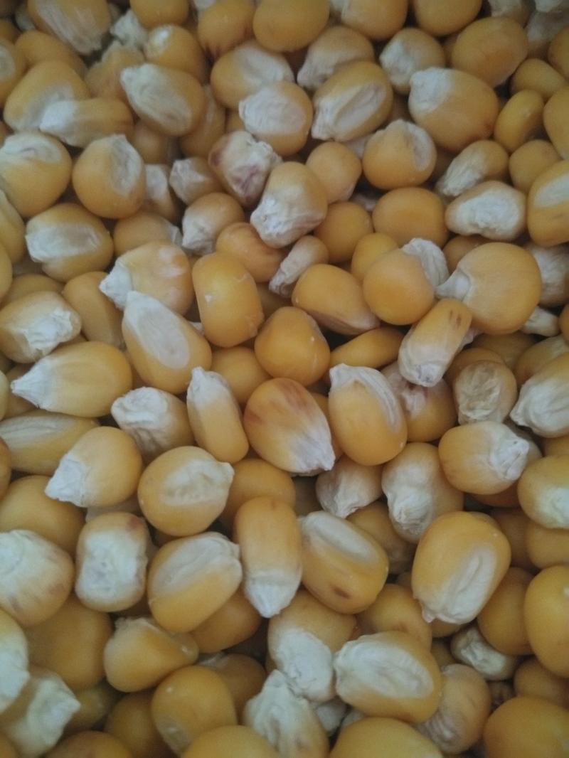 玉米种子万糯，京科糯，花糯品种齐全，大棒型玉米种子。