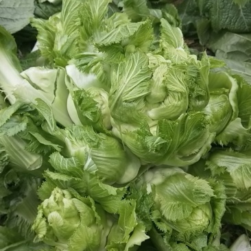 儿菜