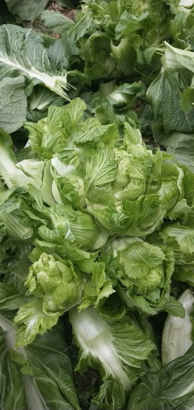 儿菜