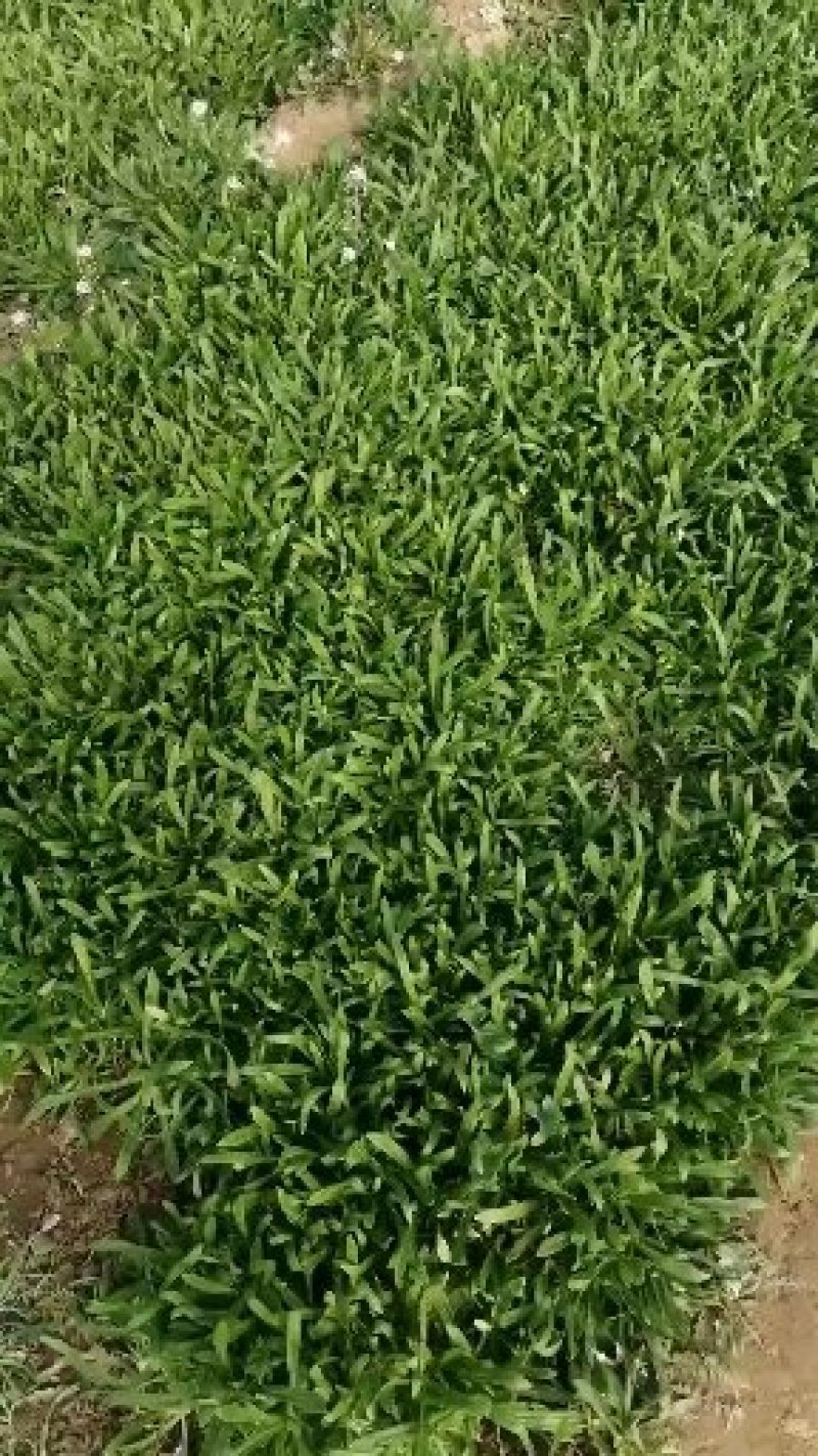 面条菜又叫山菜竹子菜（产地直销一手货源质量好）
