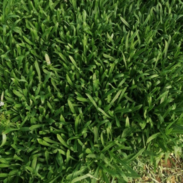 面条菜又叫山菜竹子菜(产地直供一手货源大棚种植)