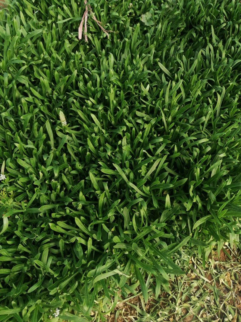 面条菜又叫竹子菜山菜（产地直供一手货源质量好）