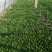 面条菜又叫竹子菜山菜(产地直供一手货源质量好)