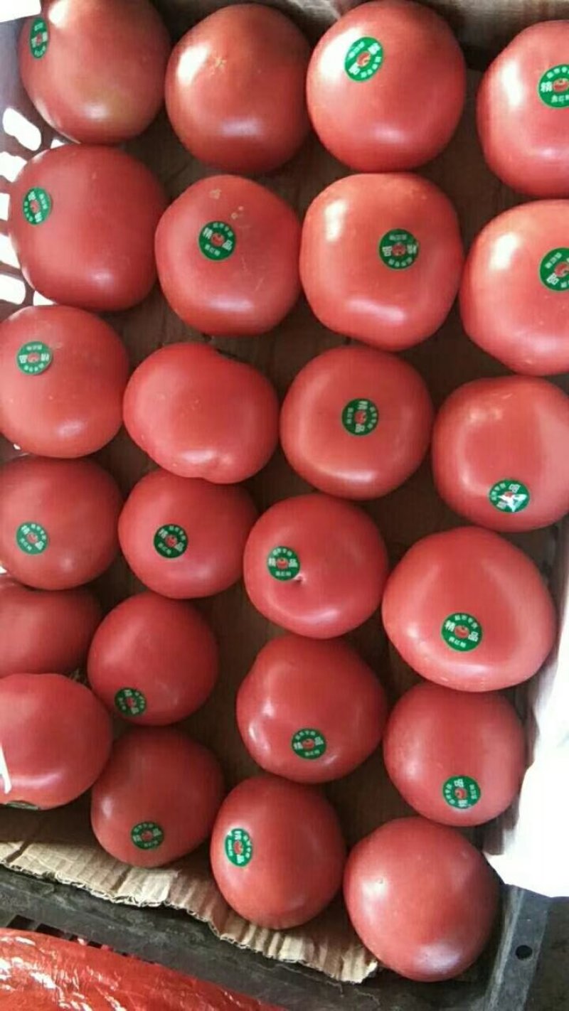 河北西红柿粉果西红柿蔬菜大番茄沙瓤西红柿产地批发