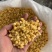 自己种植基地速冻水果玉米粒