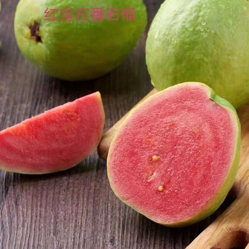 珍珠番石榴苗，西瓜红番石榴，红宝石番，四季开花结果易管理