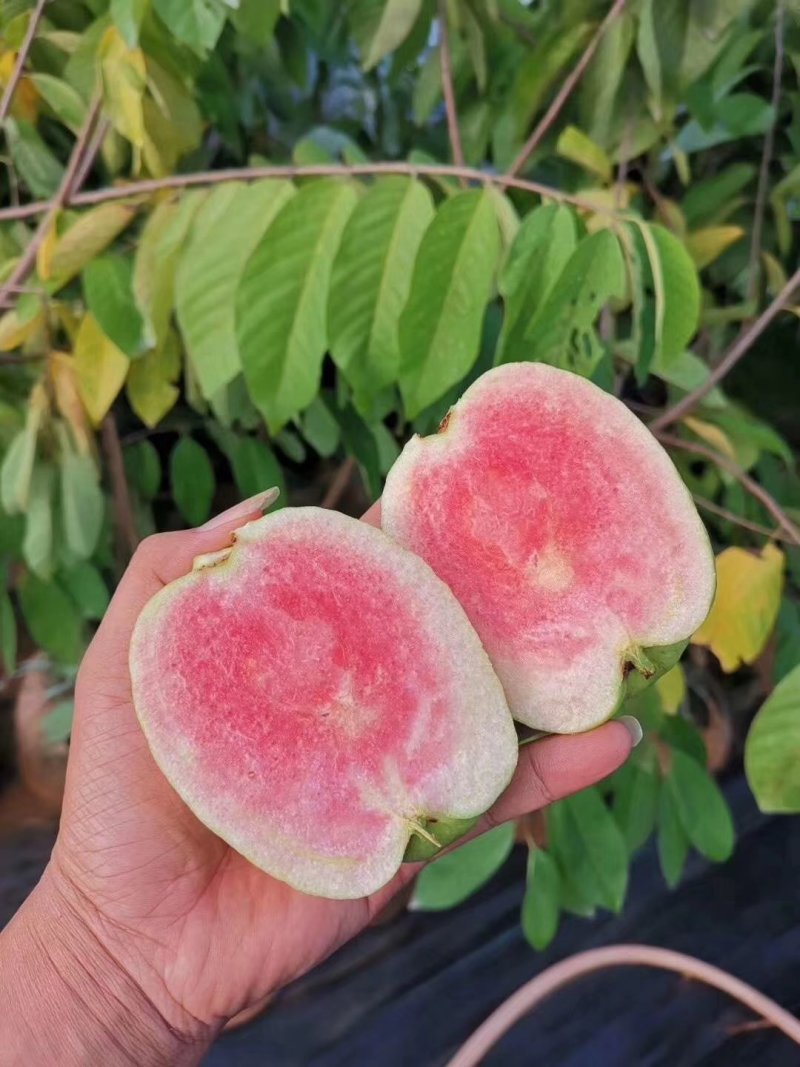 珍珠番石榴苗，西瓜红番石榴，红宝石番，四季开花结果易管理