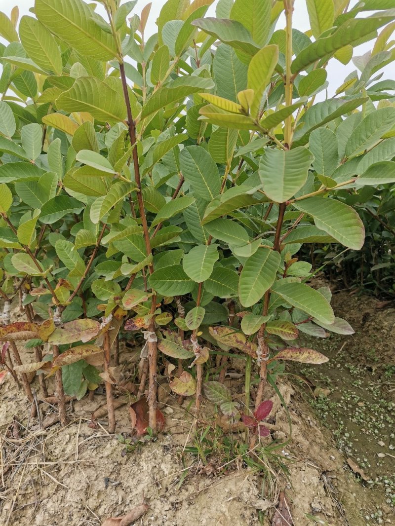珍珠番石榴苗，西瓜红番石榴，红宝石番，四季开花结果易管理