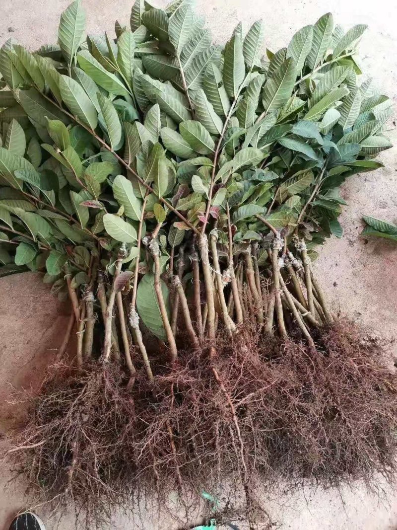 珍珠番石榴苗，西瓜红番石榴，红宝石番，四季开花结果易管理