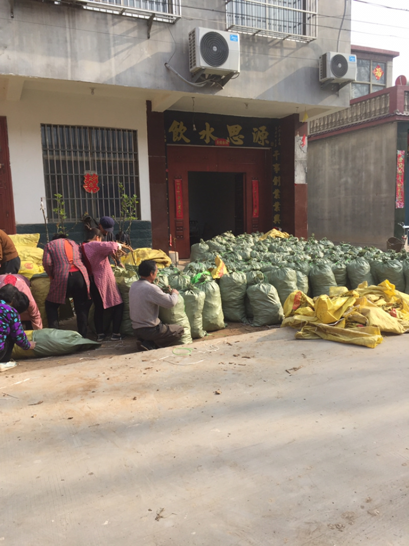 山东高钙菜苗养心菜种苗可视频看苗
