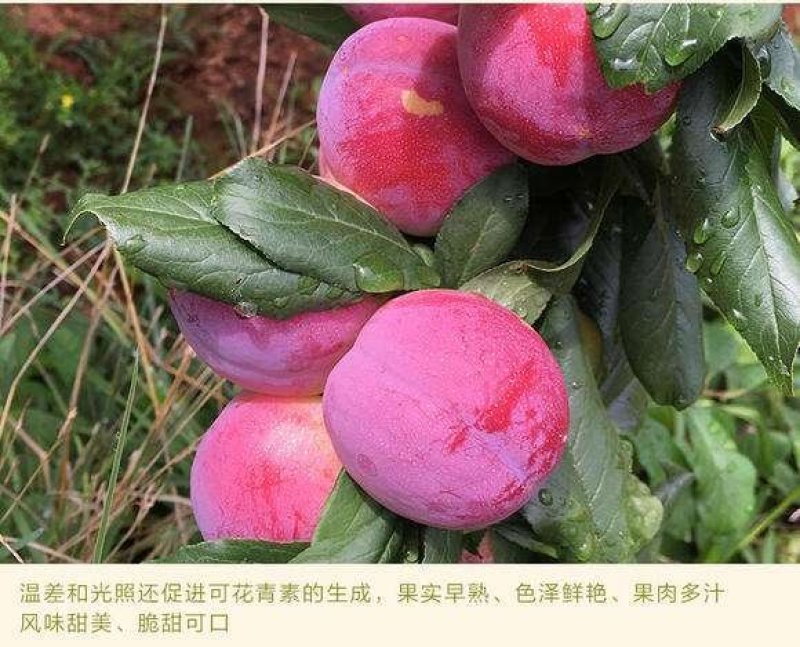 早熟蜜甜李子树苗嫁接苗南方北方种植果树苗当年结果（蜜甜李