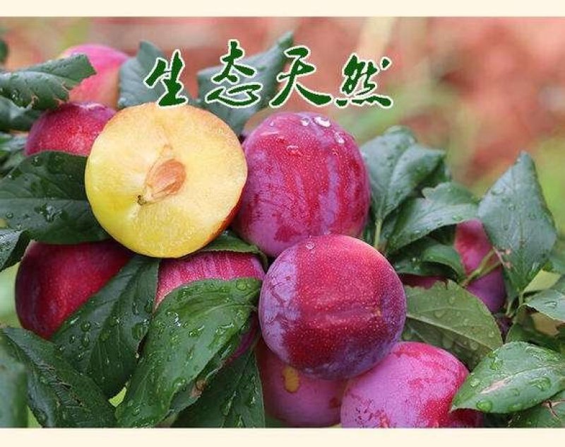 早熟蜜甜李子树苗嫁接苗南方北方种植果树苗当年结果（蜜甜李
