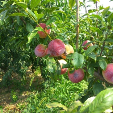 早熟蜜甜李子树苗嫁接苗南方北方种植果树苗当年结果（蜜甜李