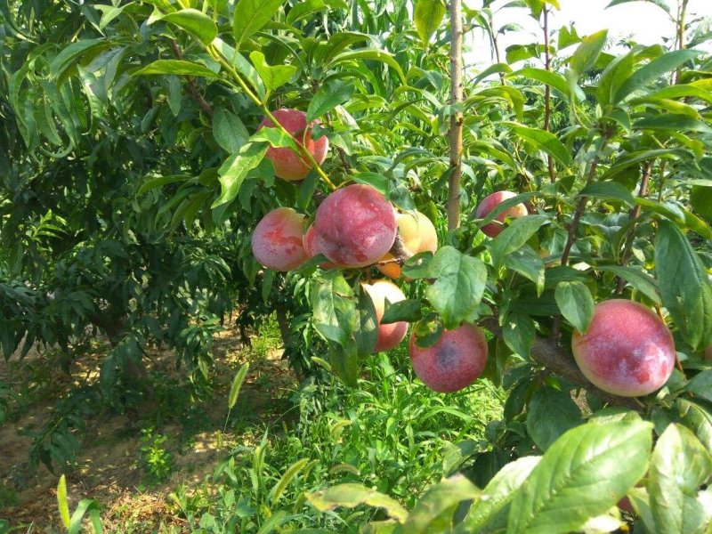 早熟蜜甜李子树苗嫁接苗南方北方种植果树苗当年结果（蜜甜李