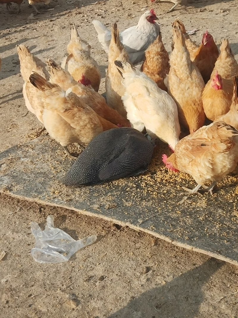 土鸡蛋假一个我不是人