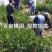 嫁接蜜橘树苗品种纯正丰产树苗全国包邮