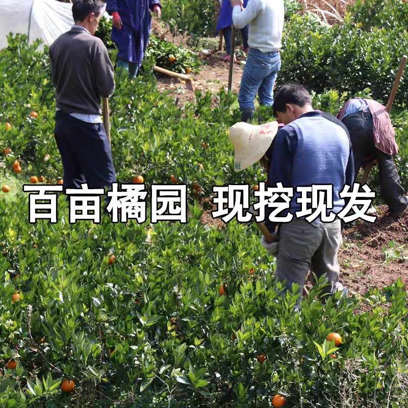 嫁接蜜橘树苗品种纯正丰产树苗全国包邮