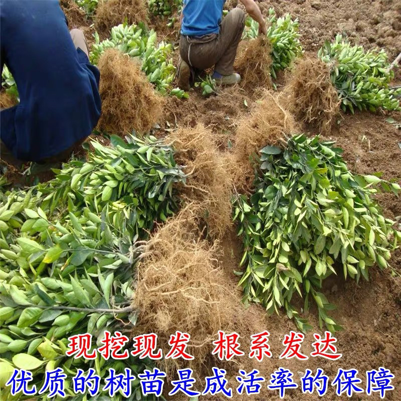 嫁接蜜橘树苗品种纯正丰产树苗全国包邮