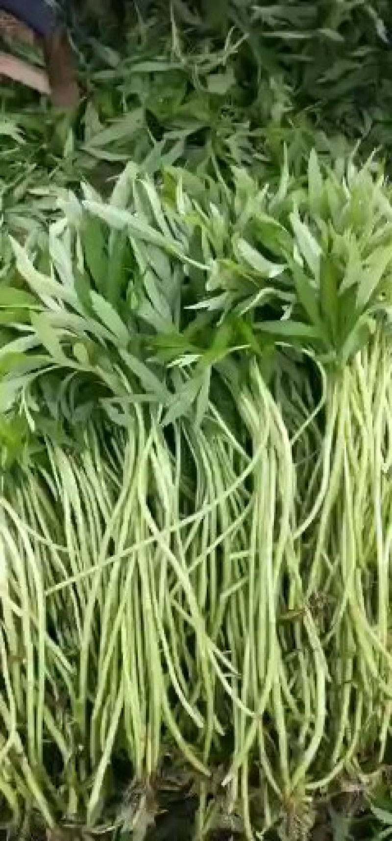 芦蒿