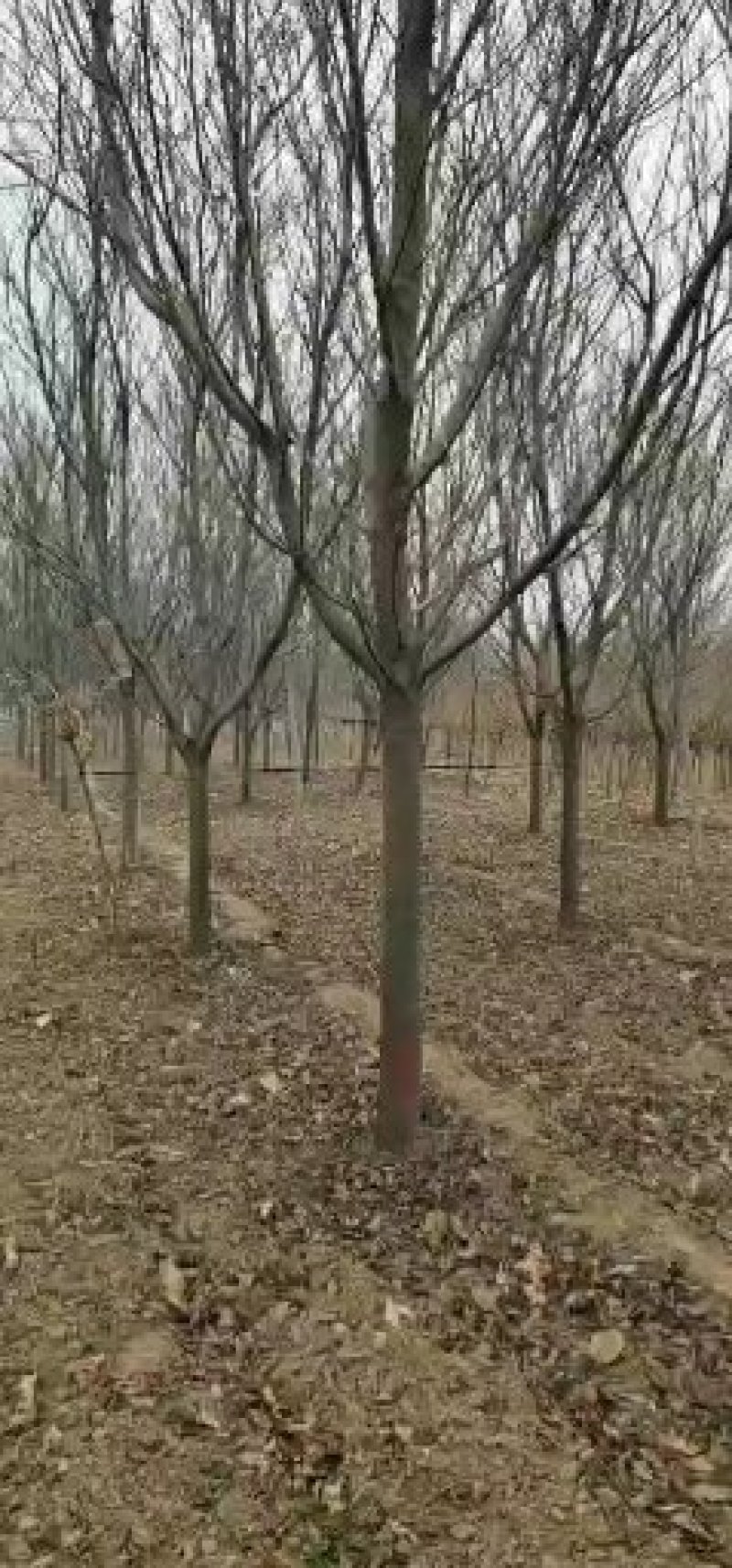 樱花5到10公分基地直销，大量有货低于市