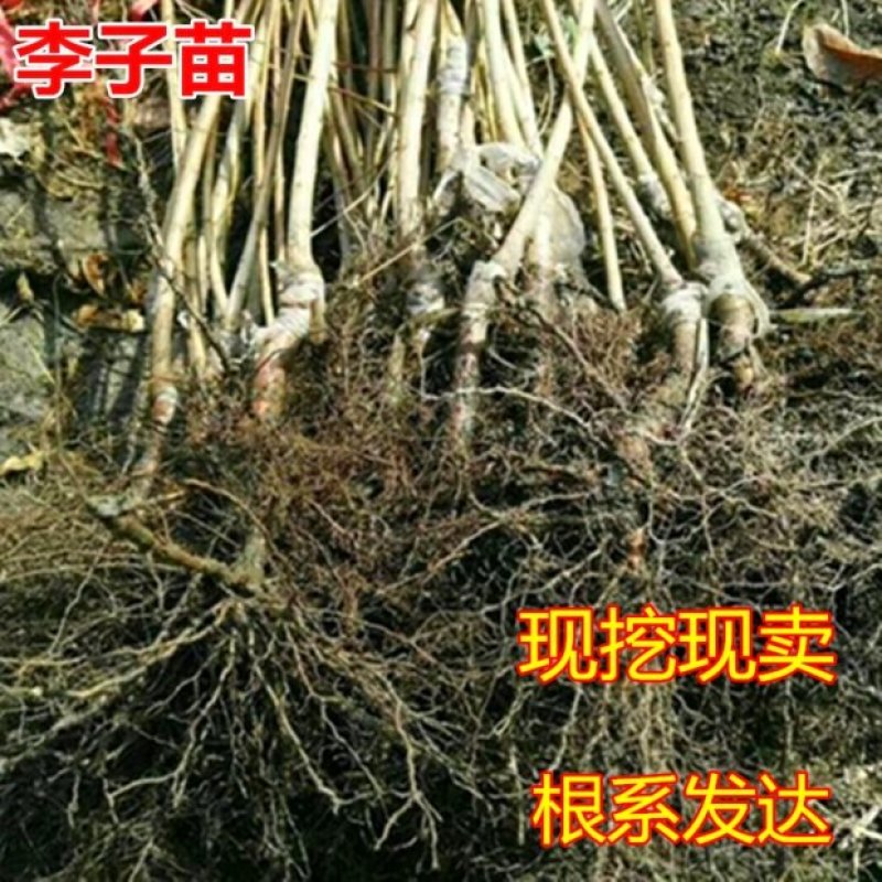 脆红李子树苗蜂糖三月李子苗三华李子果树苗南方北方种植庭院