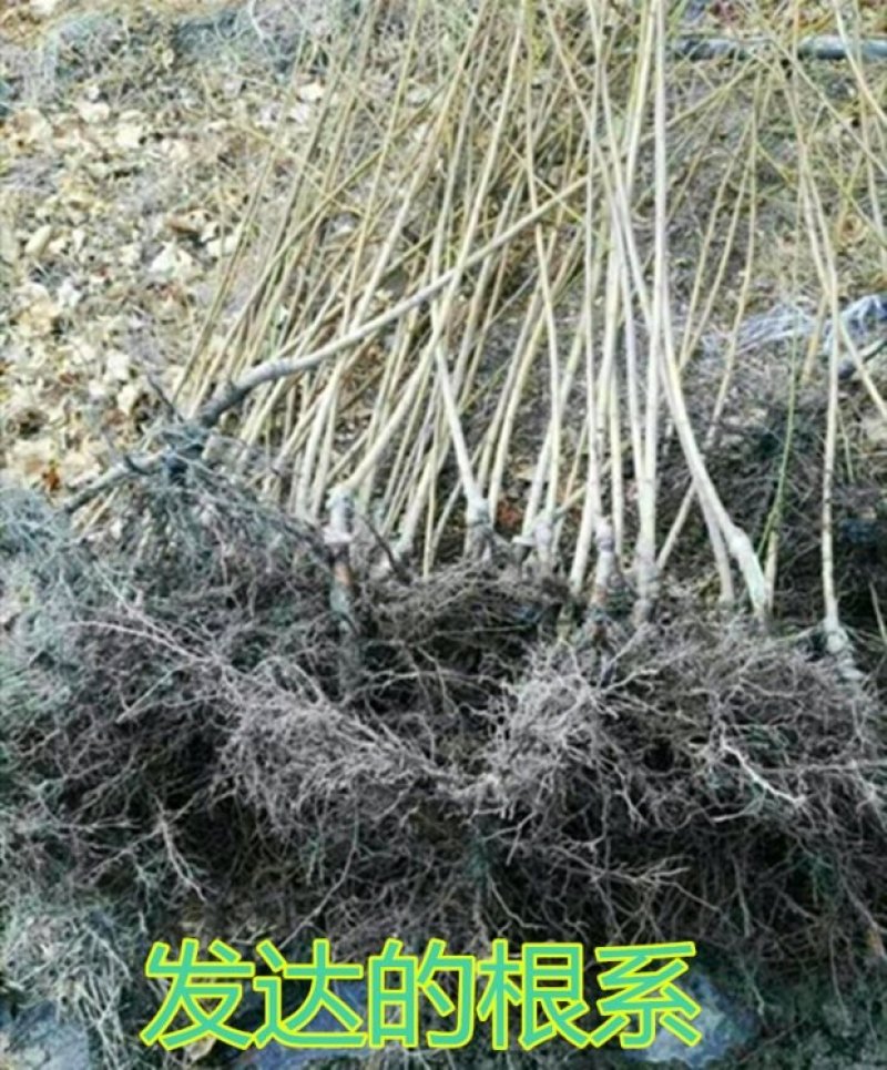 脆红李子树苗蜂糖三月李子苗三华李子果树苗南方北方种植庭院
