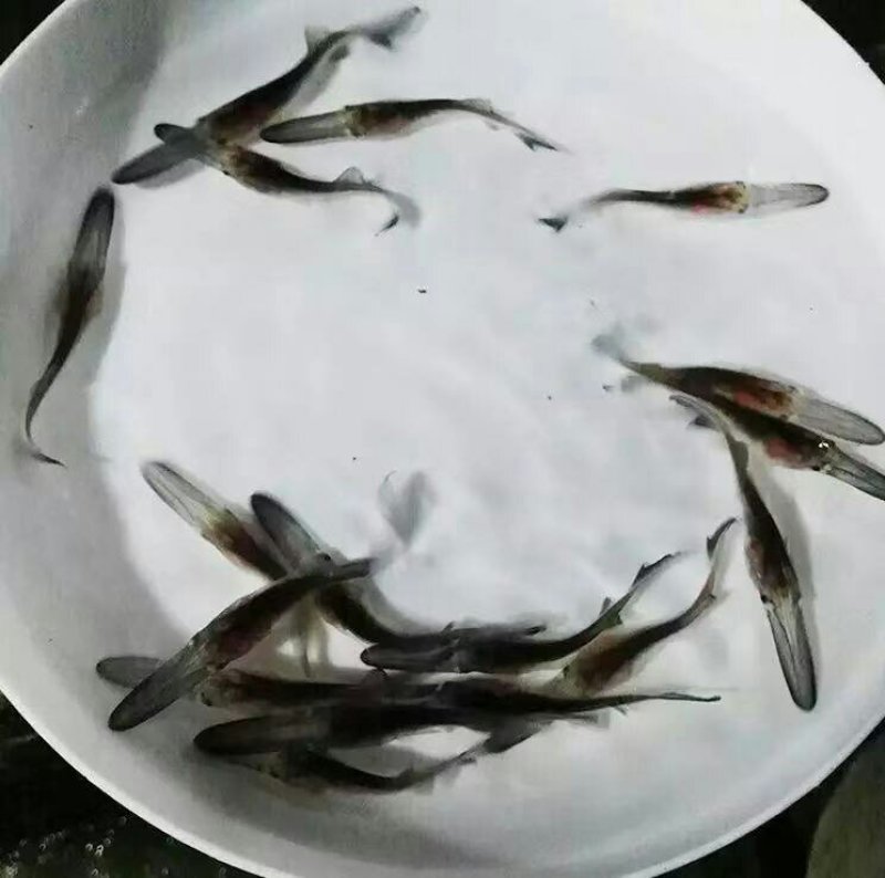 鸭嘴鱼美国匙吻鲟鸭嘴鱼苗鸭嘴鲟苗鸭嘴鱼苗活体淡水鱼苗