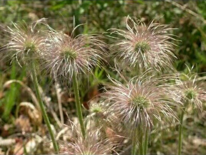 白头翁（毛骨朵花）种苗