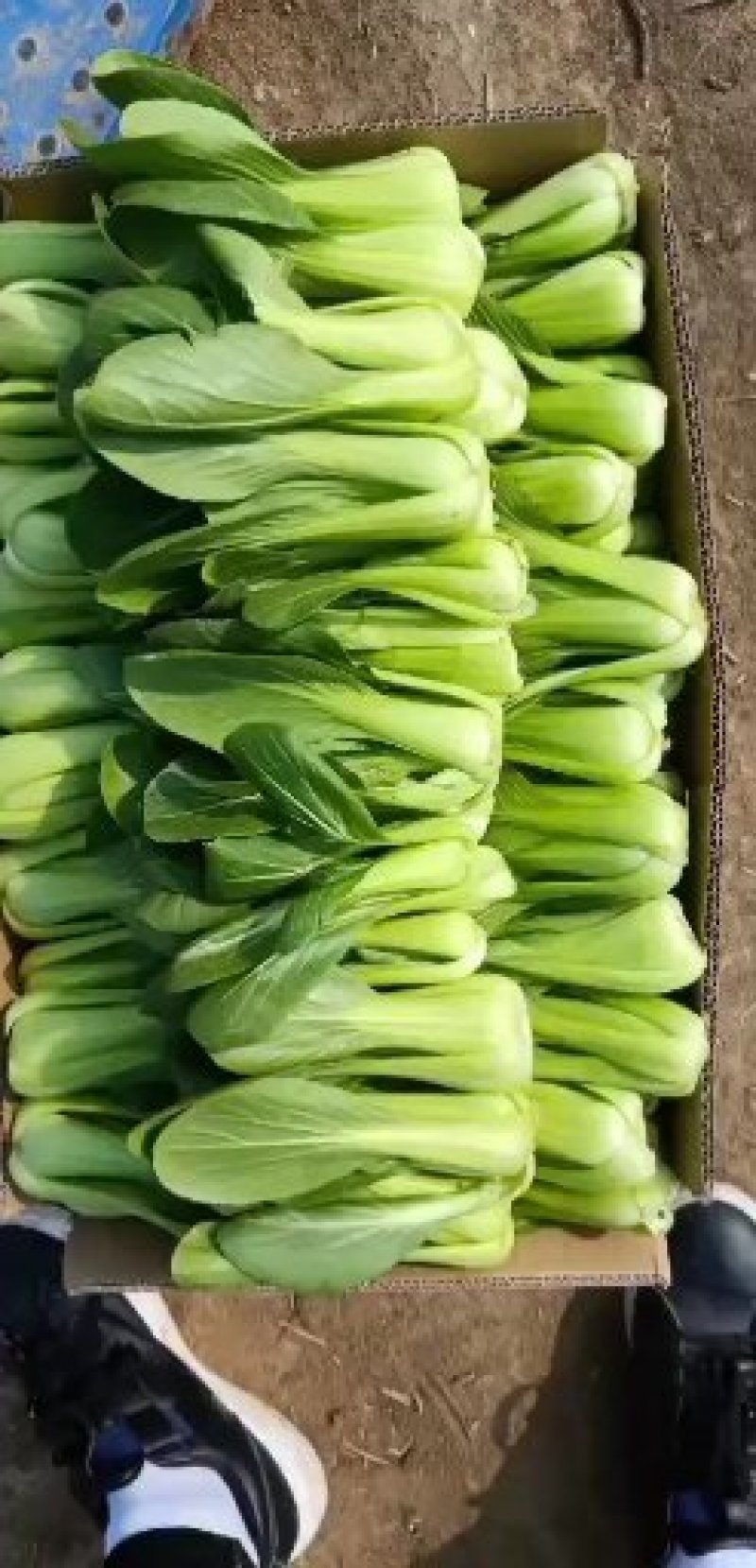【常年有货】上海青小油菜可对接商超质量保证价格便宜