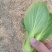 【常年有货】上海青小油菜可对接商超质量保证价格便宜