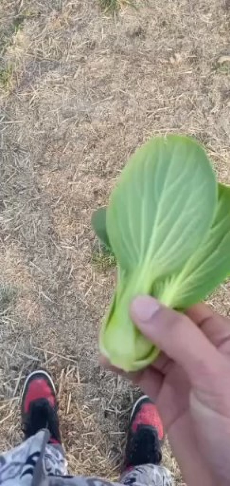 【常年有货】上海青小油菜可对接商超质量保证价格便宜