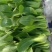 【常年有货】上海青小油菜可对接商超质量保证价格便宜