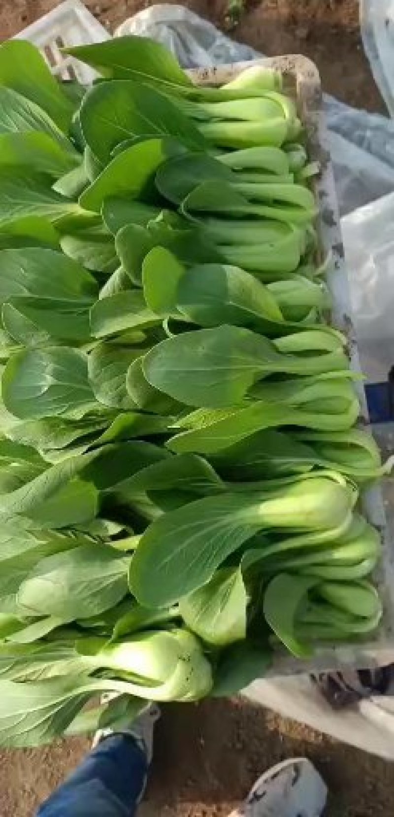 【常年有货】上海青小油菜可对接商超质量保证价格便宜