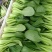 【常年有货】上海青小油菜可对接商超质量保证价格便宜