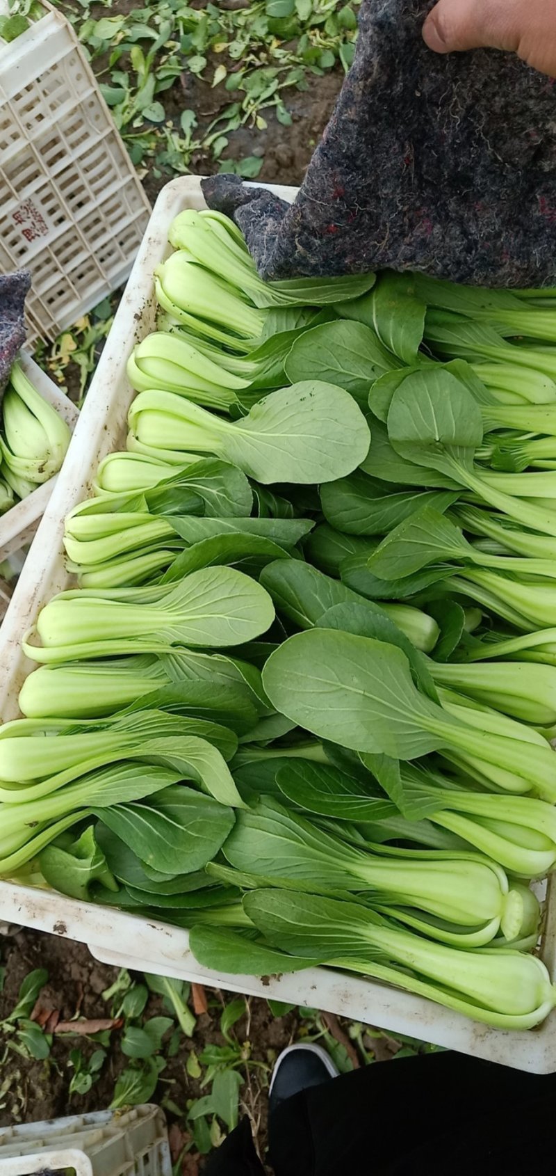 【常年有货】上海青小油菜可对接商超质量保证价格便宜
