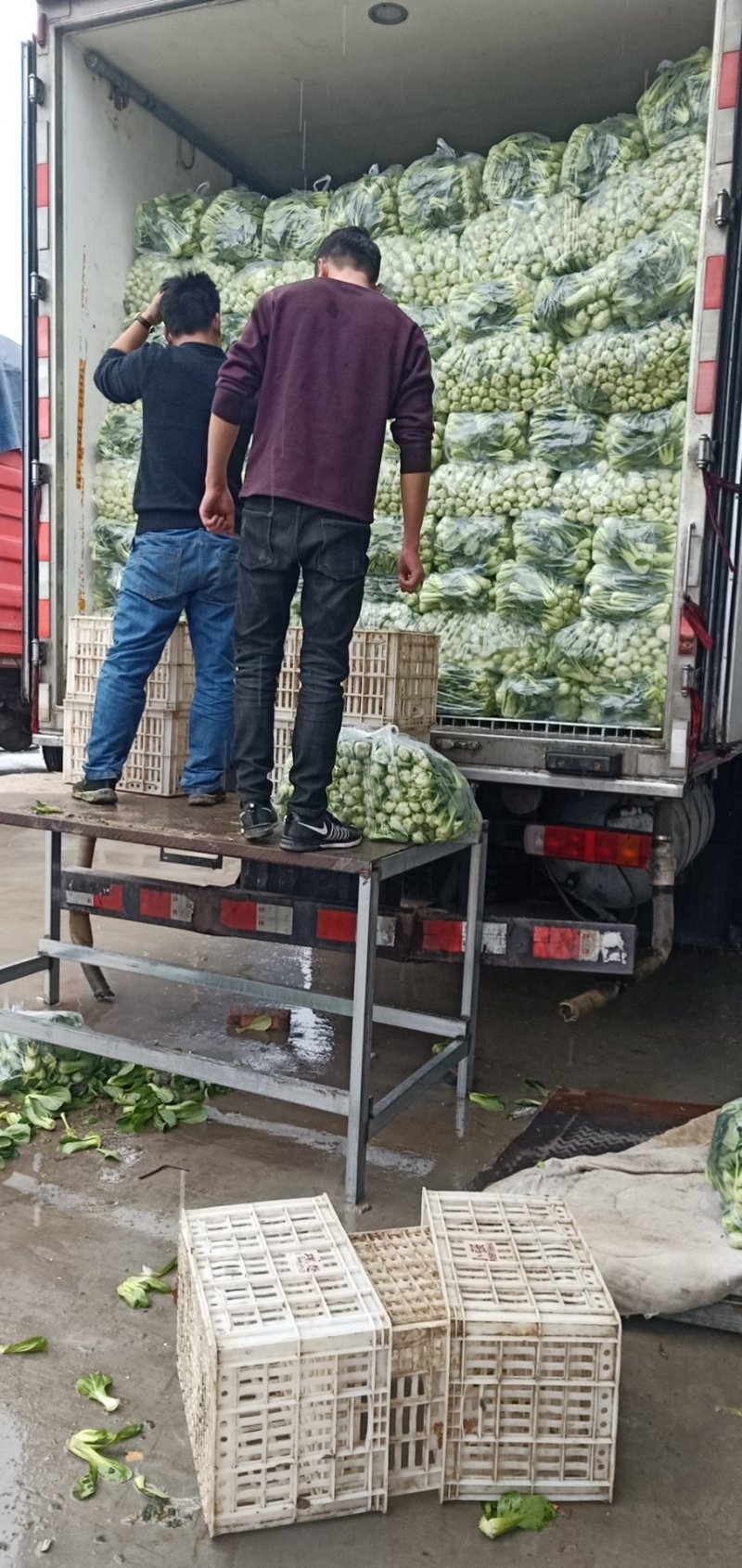 【热卖】油菜上海青小青菜质量保证可产地看货常年有货