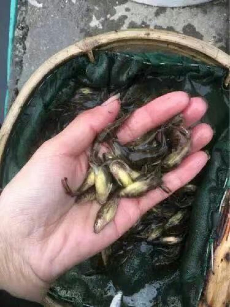 黄辣丁黄颡鱼黄骨鱼黄角丁淡水鱼苗养殖