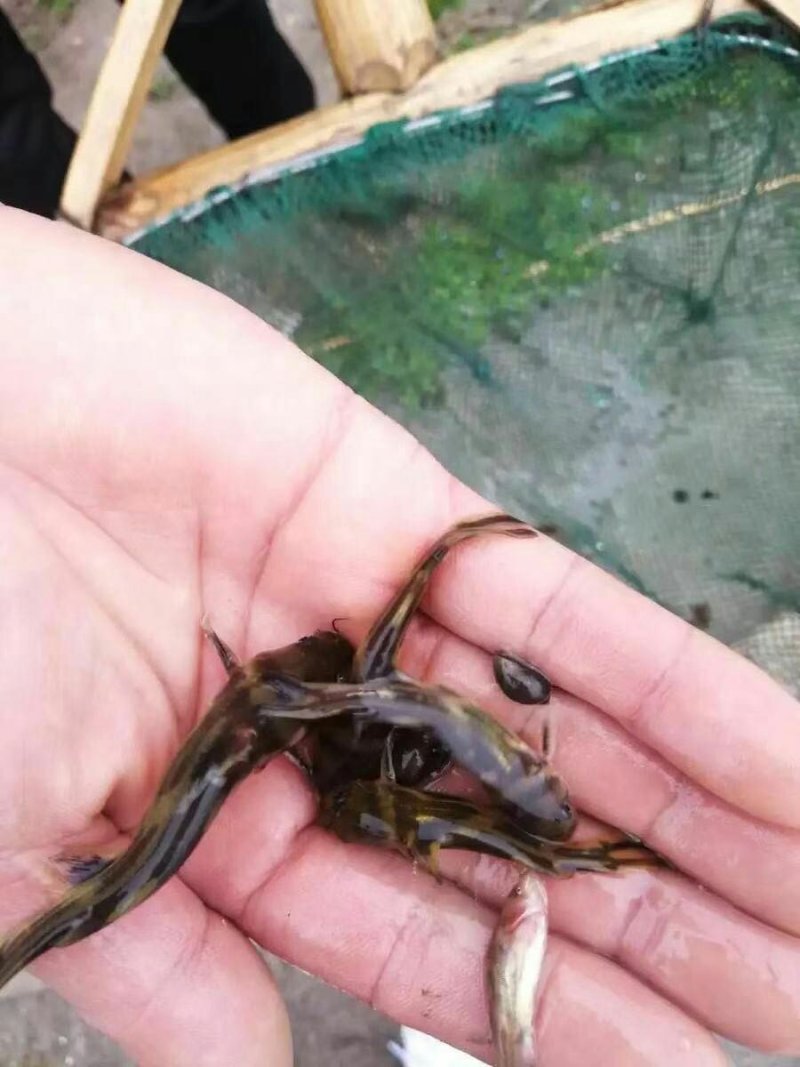黄辣丁黄颡鱼黄骨鱼黄角丁淡水鱼苗养殖