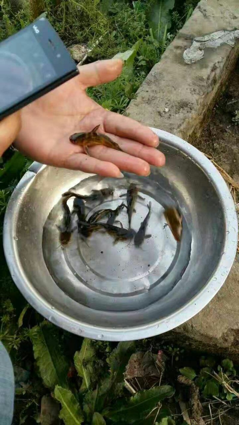 黄辣丁黄颡鱼黄骨鱼黄角丁淡水鱼苗养殖