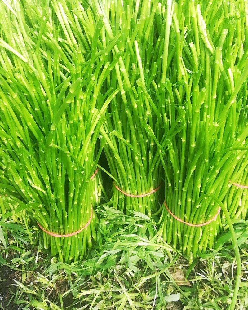 精品芦蒿