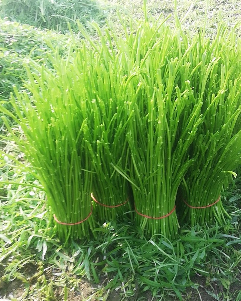 精品芦蒿
