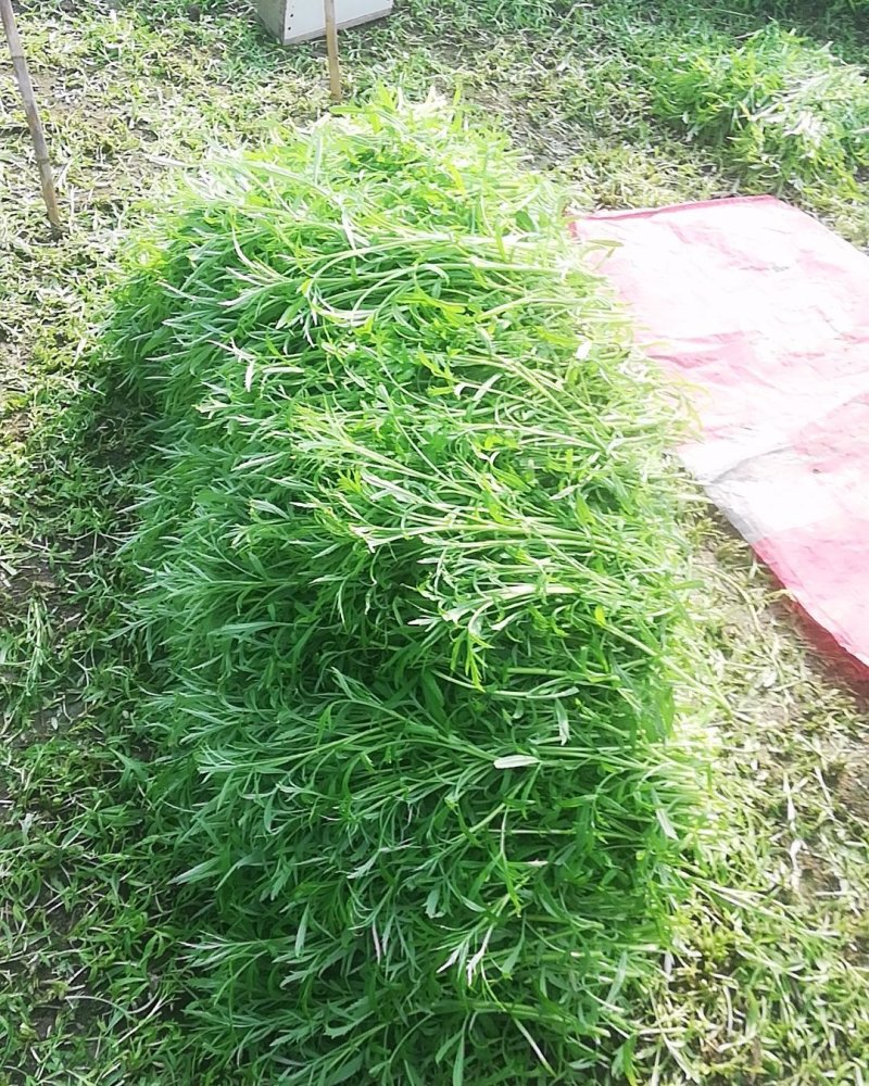 精品芦蒿