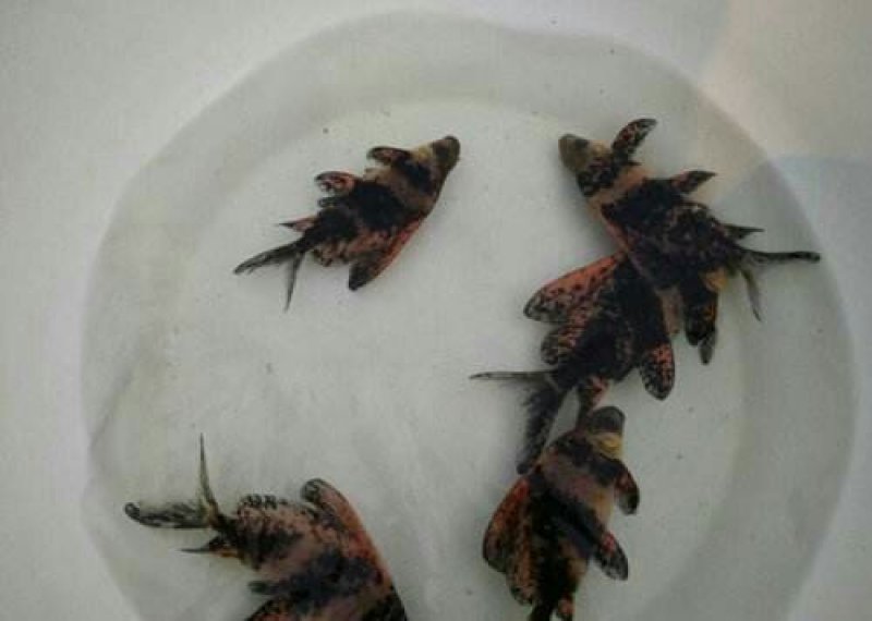 优质胭脂名贵鱼淡水鱼苗大口胭脂活体淡水活体