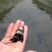 优质胭脂名贵鱼淡水鱼苗大口胭脂活体淡水活体