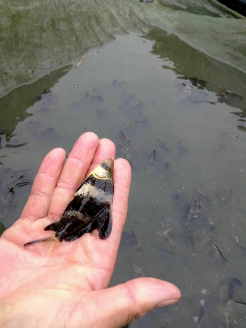 优质胭脂名贵鱼淡水鱼苗大口胭脂活体淡水活体