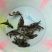 优质胭脂名贵鱼淡水鱼苗大口胭脂活体淡水活体