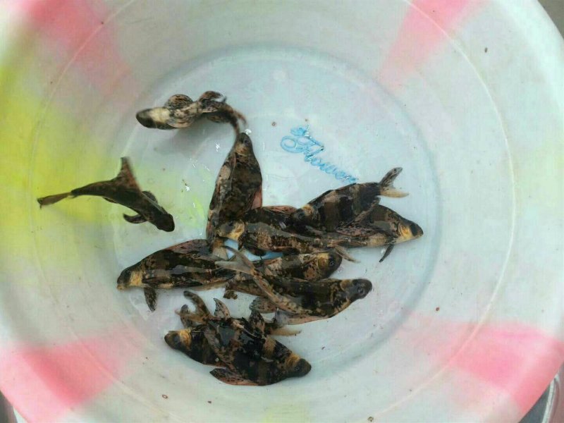 优质胭脂名贵鱼淡水鱼苗大口胭脂活体淡水活体