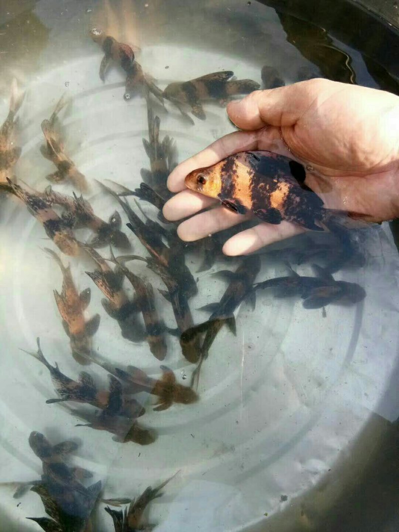 优质胭脂名贵鱼淡水鱼苗大口胭脂活体淡水活体