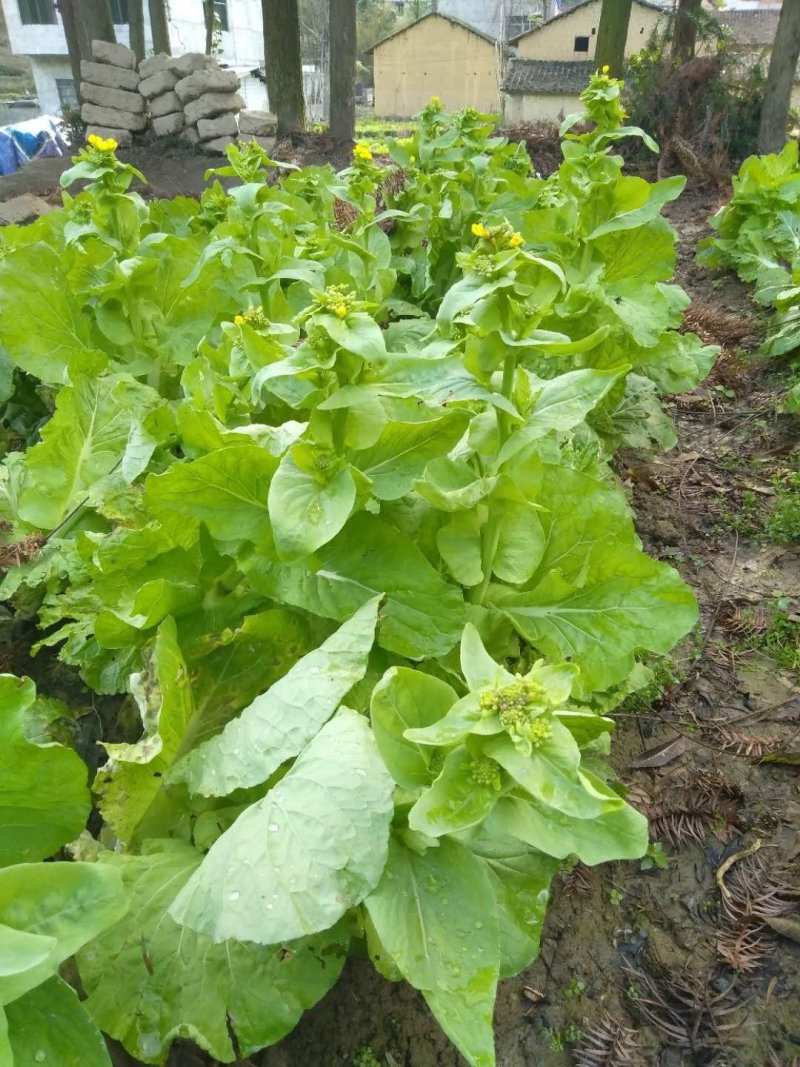中国好菜花