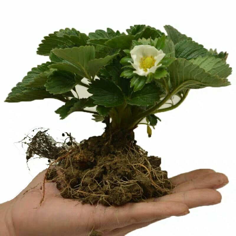 红颜草莓苗现挖现发量大优惠假一赔百全国包邮